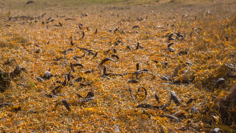 seed pod mess