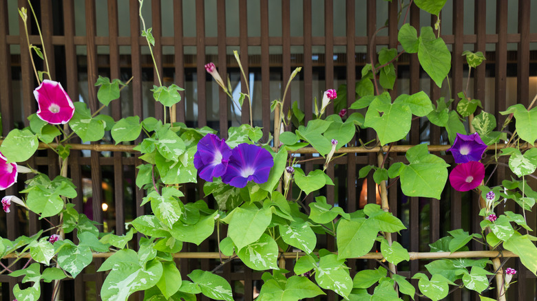 Morning glory blooms