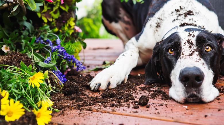 Are morning glories toxic best sale to dogs