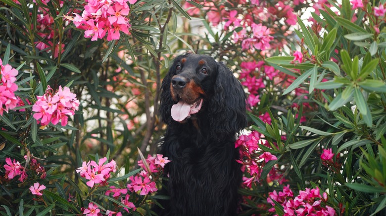 Dog surrounded by oleander