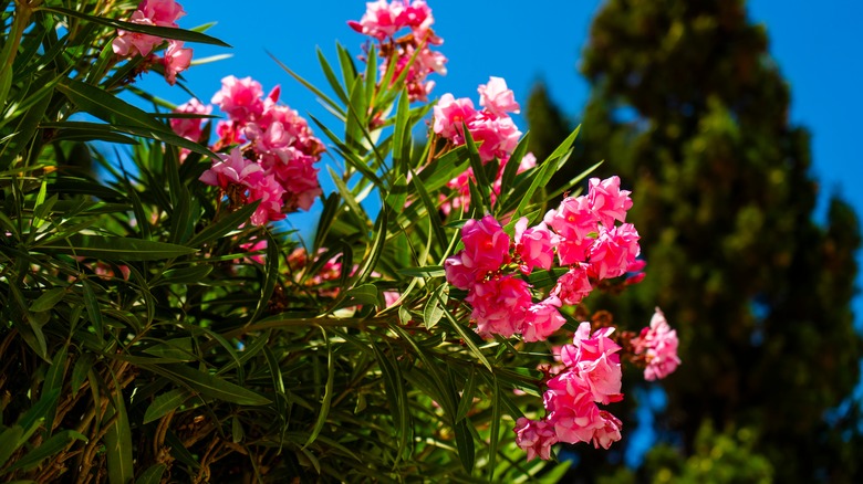 Oleander flowers