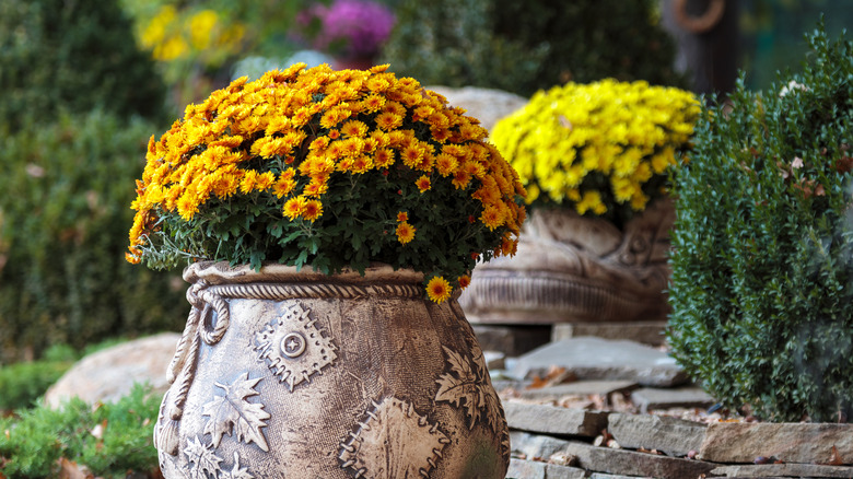 potted chrysanthemums