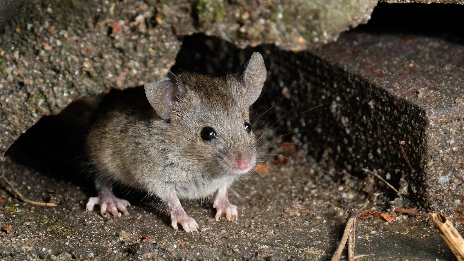 The Garden Guardians: Plants that Keep Mice Away - St. Louis Pest Control  and Removal - Residential, Commercial