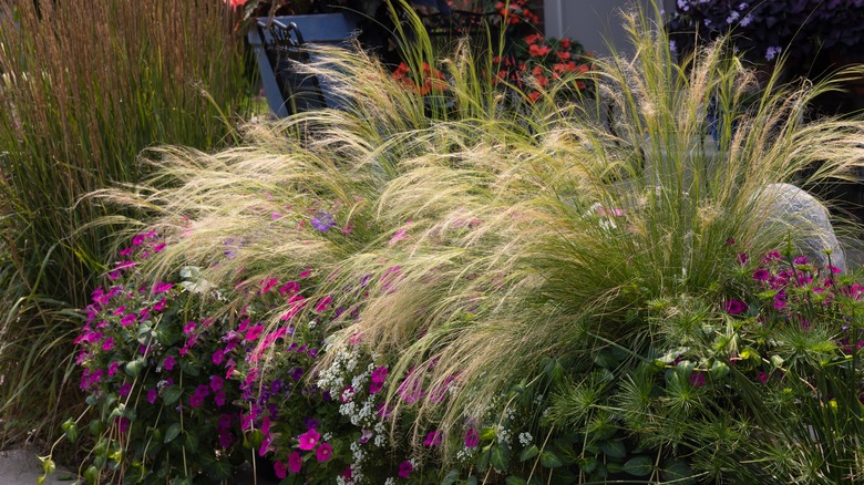 Fountain grass and petunias growing