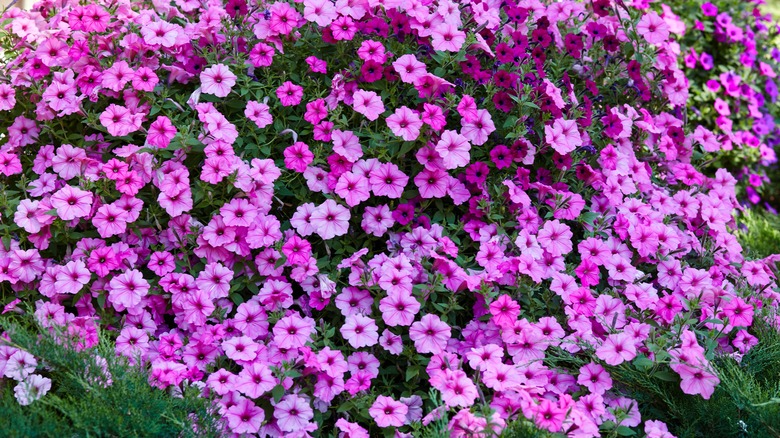 Pink and purple petunias