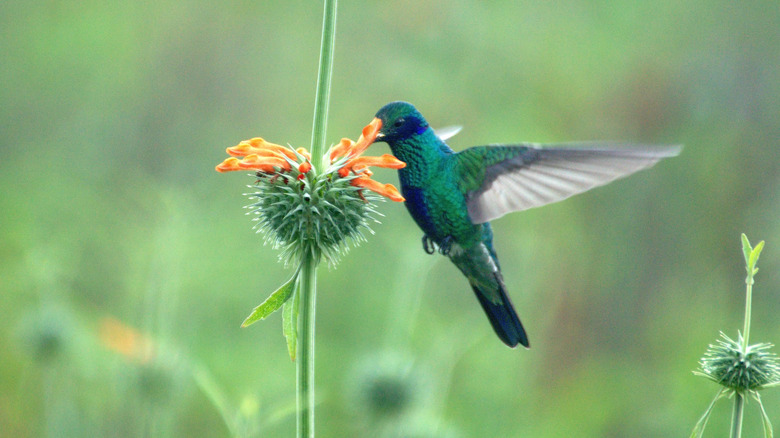 hummingbird feeding from lion's ear