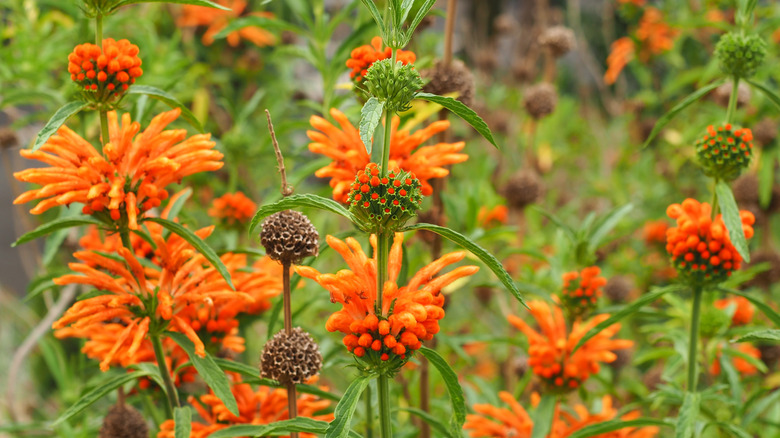 many lion's ear plants