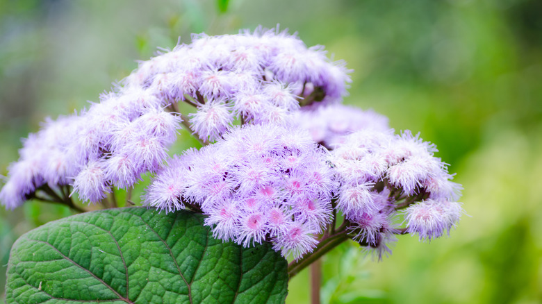 Close up of blue mistflower bloom