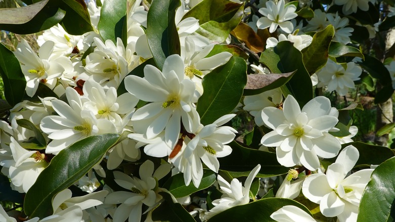 Sweetbay magnolia flowers and foliage