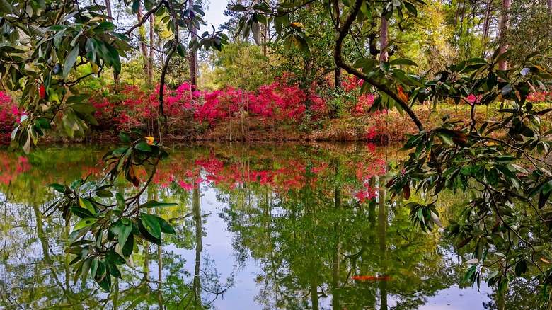 sweetbay magnolia framing koi pond