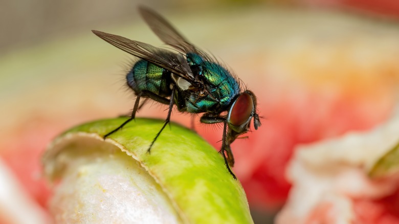 fly on plant