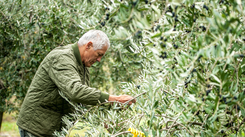 How To Identify And Remove Invasive Autumn Olive From Your Yard