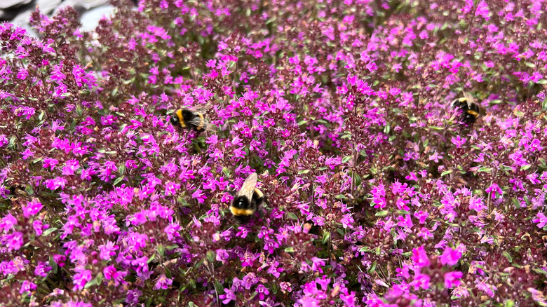 Red creeping thyme groundcover attracts pollinators.