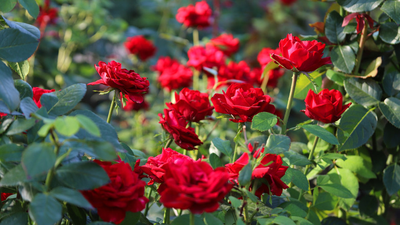 A red rose bush is in full bloom.