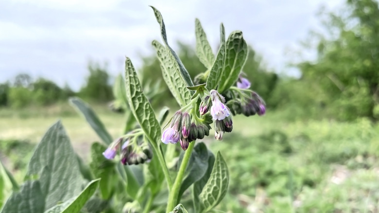 Close-up of the comfrey plant.