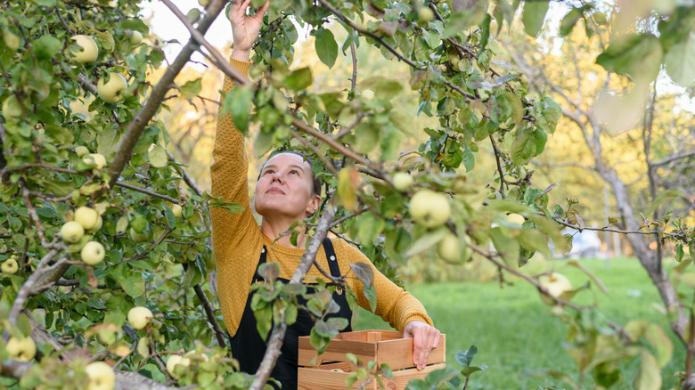 A person picks fruit from a tree.