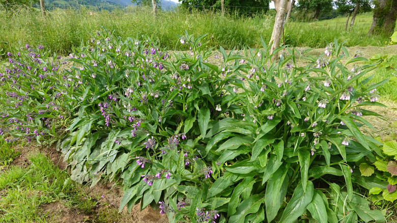 Comfrey plants surround a tree.