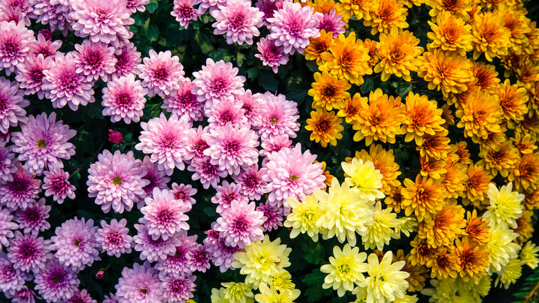 Colorful mums 