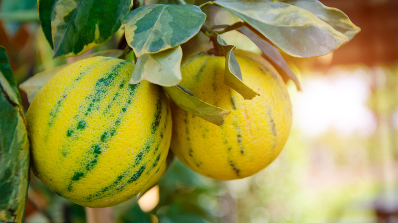 ripening lemons