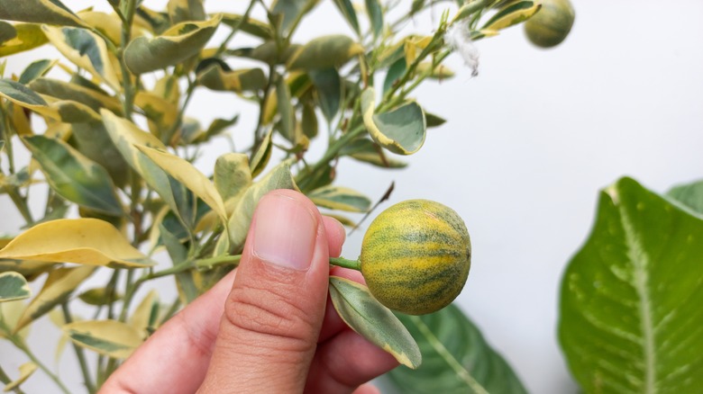 pink variegated eureka lemon growing