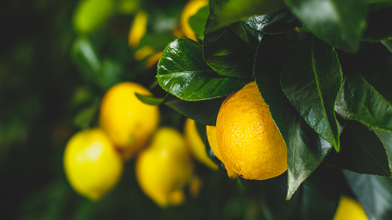 lemons on tree