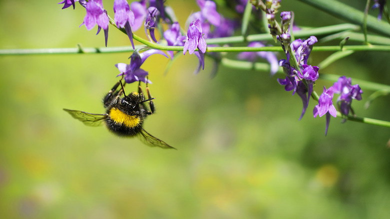 A bee collecting pollen from a penstemon flower