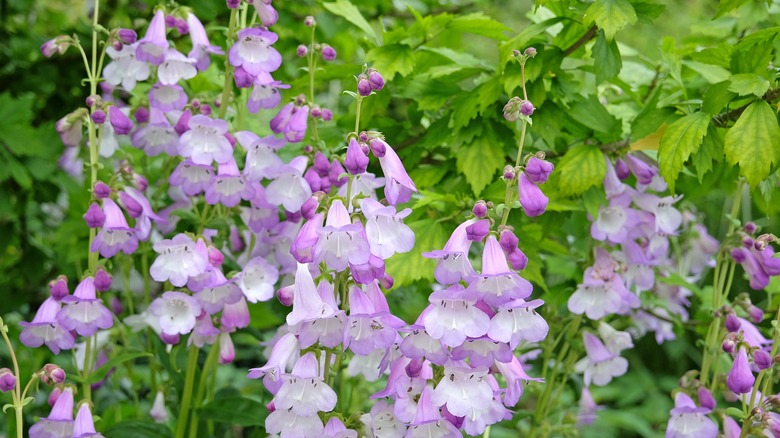 Purple and white penstemon blooms in a garden