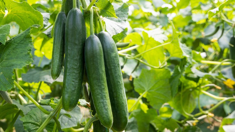 cucumber plant bearing fruit