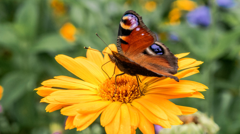 butterfly on marigold flower