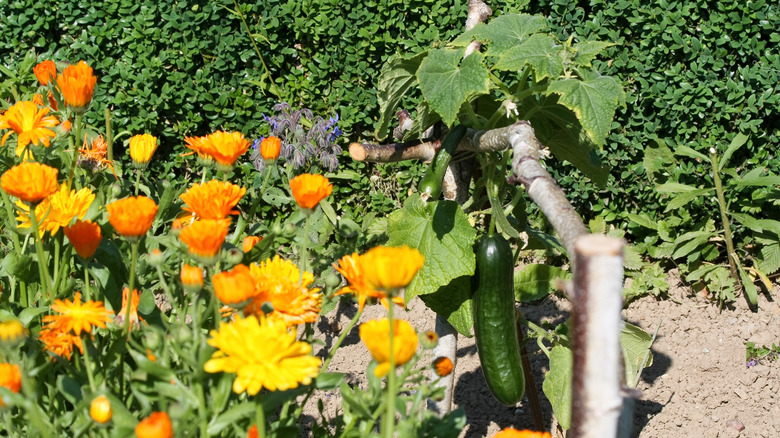 pot marigolds beside cucumbers