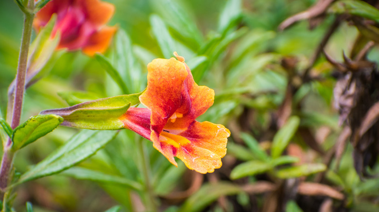 Closeup view of an orange sticky monkey flower shrub