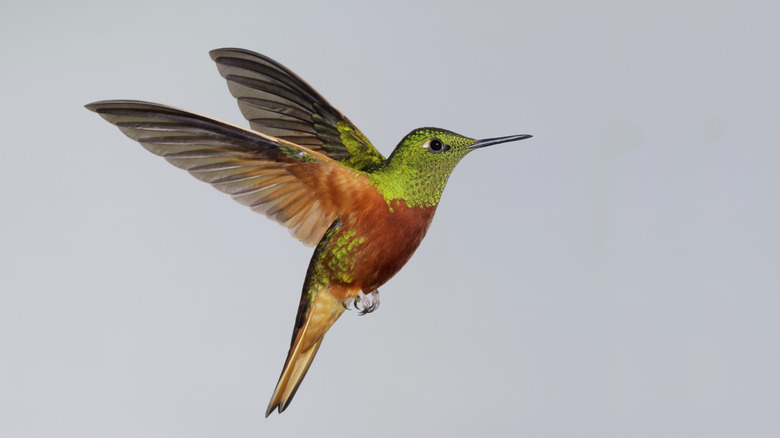 A green and orange hummingbird in flight