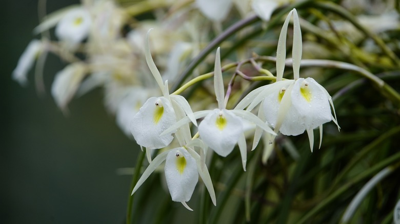 Lady of the Night orchid