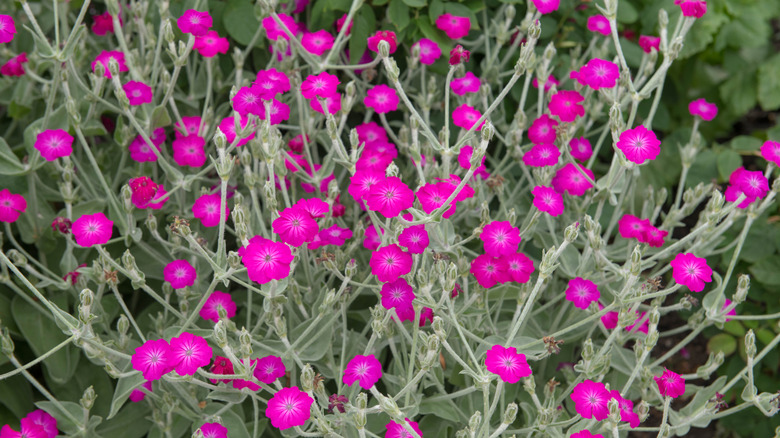 pink rose campions up close