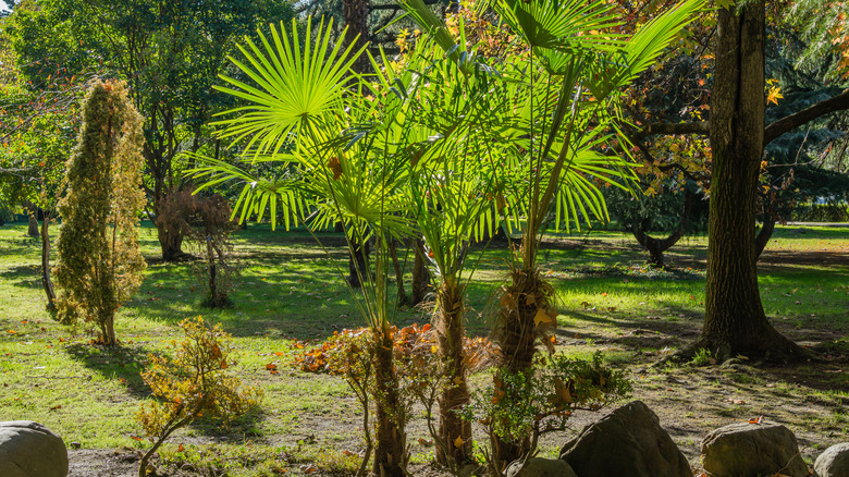 Chinese windmill palms in garden
