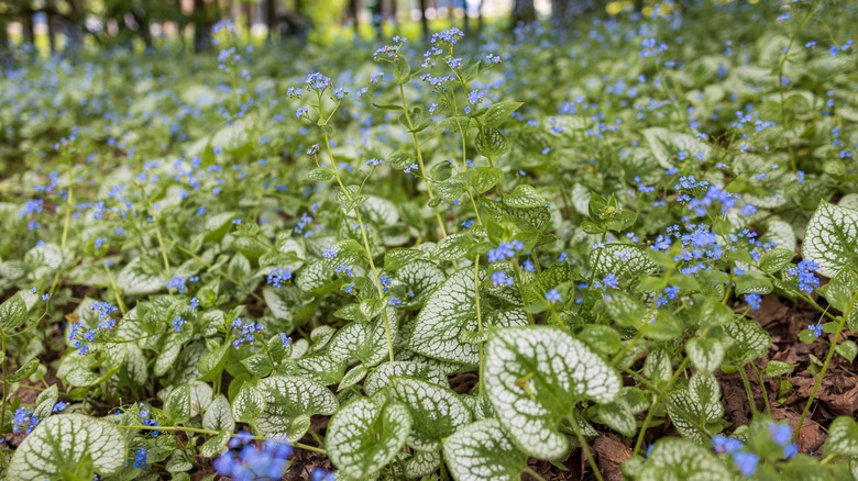 brunnera as ground cover
