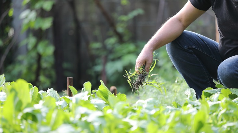 Gardener pulls weeds out 