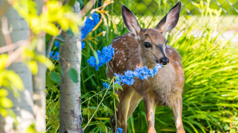 Young deer eating flowers