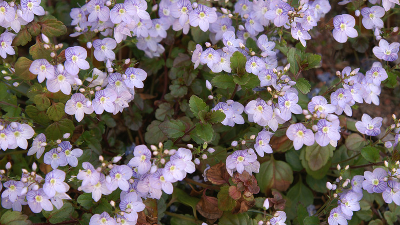 Closeup of Veronica 'Waterperry Blue'