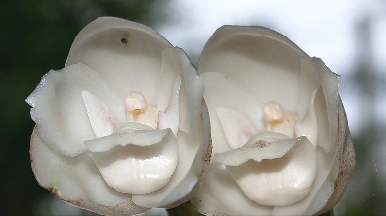 Close-up of a Dove Orchid bloom