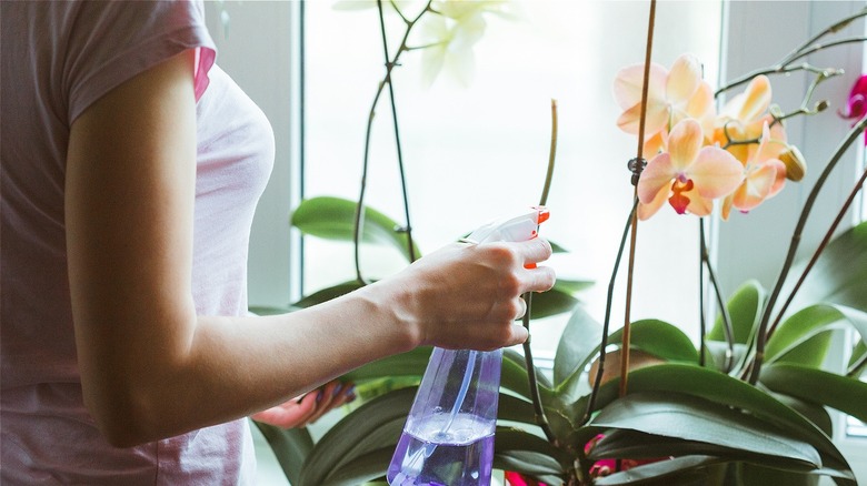 person watering an orchid plant