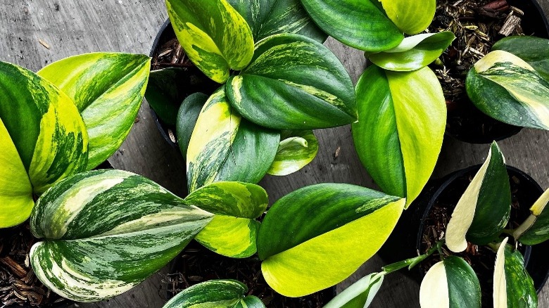 An arial view of 'Moonlight' plant leaves of potted plants