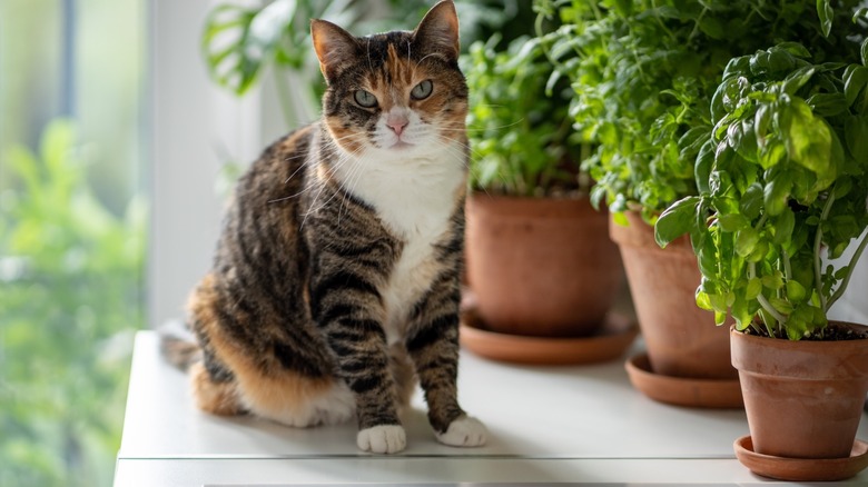 A cat perches indoors near some potted plants