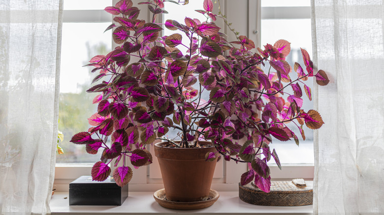 Coleus plant on windowsill