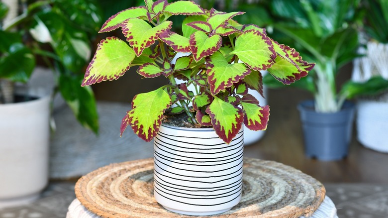 Coleus in plant pot