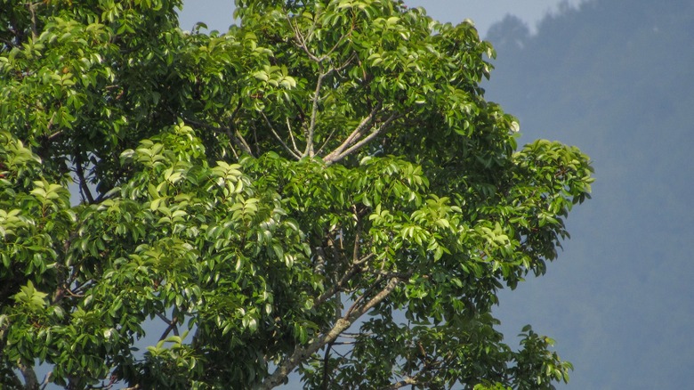 The lush canopy of a large mahogany tree