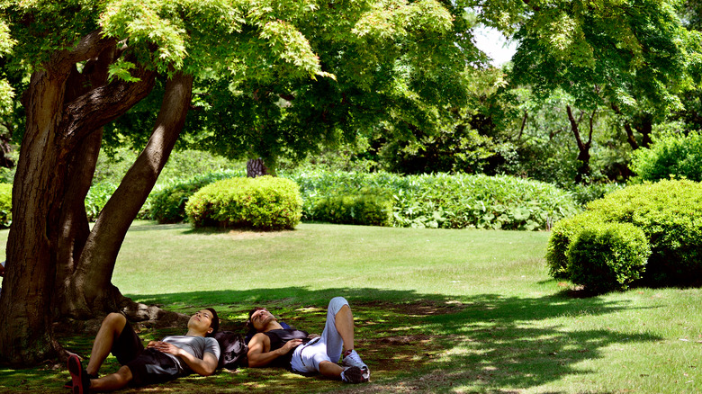 Two young people relaxing under the canopy of a large shade tree