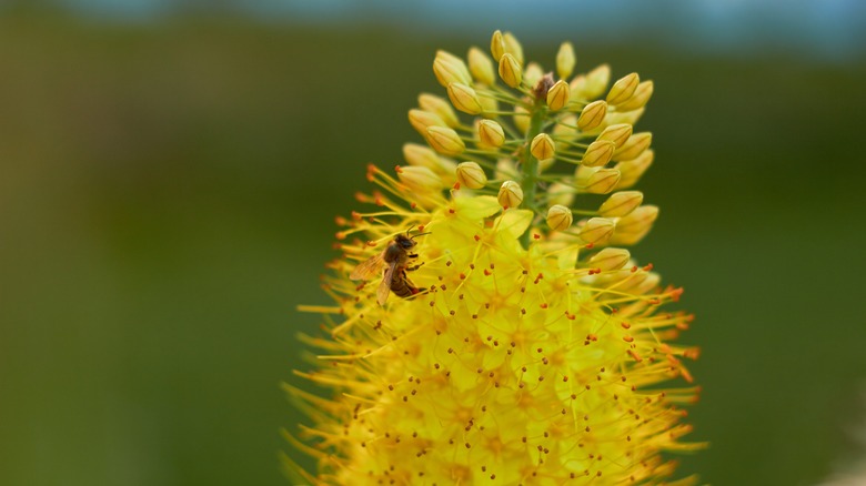 bee on foxtail lily