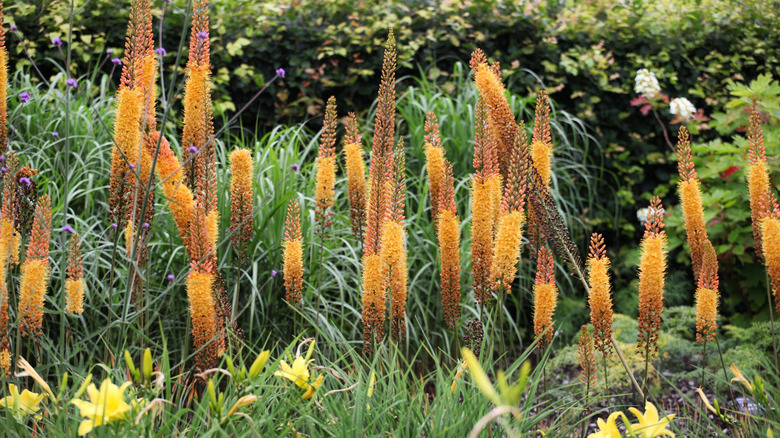 orange foxtail lilies yellow flowers