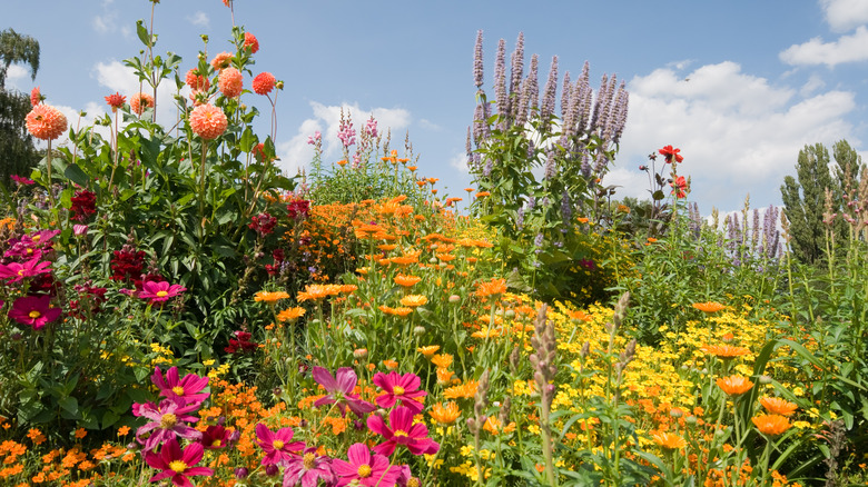 blooming flowers in garden